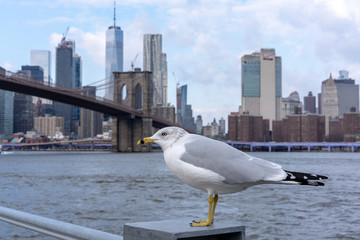 Seagull City