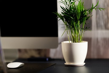 Green plant in a pot standing on the background of a computer monitor