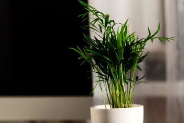 Green plant in a pot standing on the background of the monitor