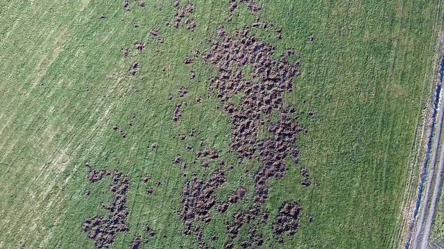 Von Wildschweinen umgegrabene Wiese, Wildschaden