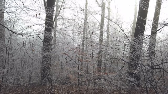 Winterwald mit Raureif an den Zweigen, mit Kameraschiene