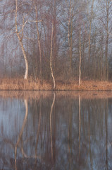 Les marais de la Somme dans le brouillard
