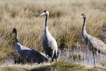 Naklejka premium common crane
