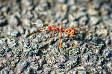 red bulldog ant, australia