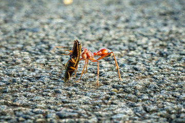 red bulldog ant, australia