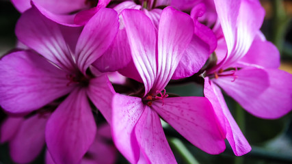 Pink geranium flower close-up macro. Home spring houseplant