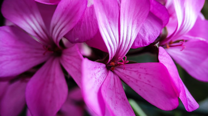 Pink geranium flower close-up macro. Home spring houseplant