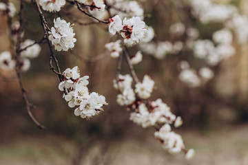 flowering apricot branch on a blurred background. Spring background. Blooming fruit tree. white apricot flowers. A branch with many buds outdoors.