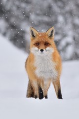 Naklejka na ściany i meble Red fox ( vulpes vulpes ) in the snowfall and natural winter environmental