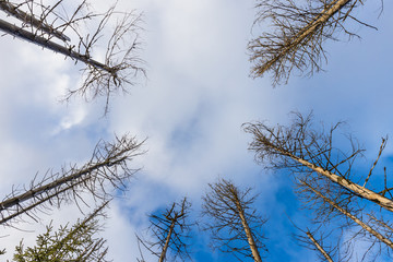 Winterlandschaft Nationalpark Harz Oderteich