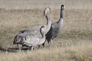 common crane