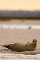 Phoque en Baie de Somme © Alonbou