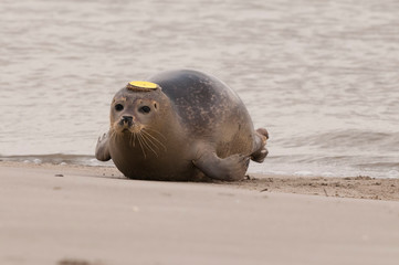 Phoque en Baie de Somme © Alonbou
