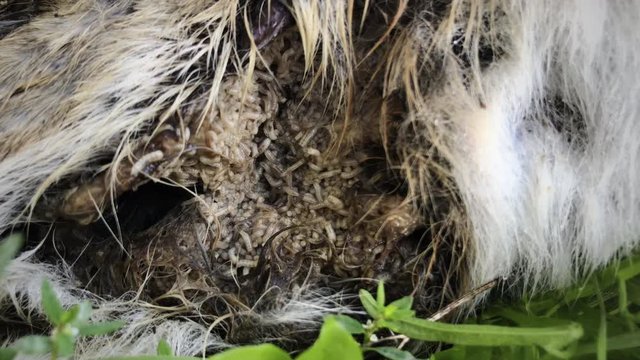 video of maggots eating intestines of dead animal looks disgusting