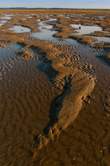 La slikke en Baie de Somme