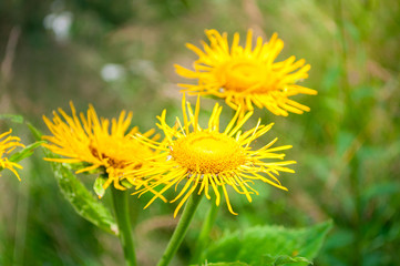 Medicinal plant Elecampane with yellow flowers. Old medical herb elecampane inula. Elecampane blossom in the garden