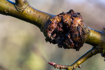 Close up of canker on an apple tree