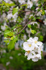 White spring apple or cherry blossom outdoor. Spring flowers background. Blooming apple tree. Spring season at countryside. Apple blossom background. Spring blossom of apple tree