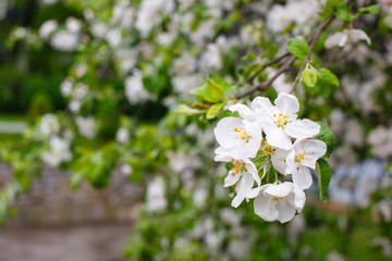 White spring apple or cherry blossom outdoor. Spring flowers background. Blooming apple tree. Spring season at countryside. Apple blossom background. Spring blossom of apple tree