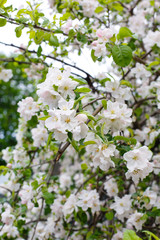 Obraz premium White spring apple or cherry blossom outdoor. Spring flowers background. Blooming apple tree. Spring season at countryside. Apple blossom background. Spring blossom of apple tree