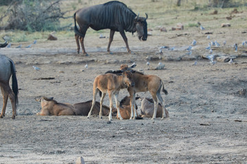 Herd of wildebeest with young animals