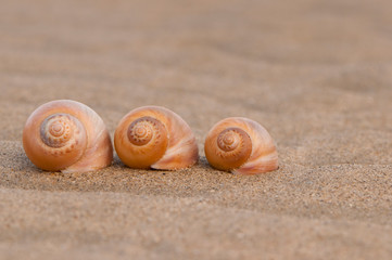 Coquillages sur les plages de la Somme