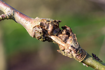Close up of canker on an apple tree