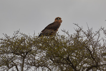 A young Bataleur high in a tree