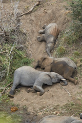 These African Elephants were sliding down the hill
