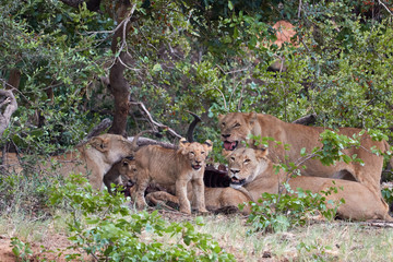 Pride of lions with a lion cub