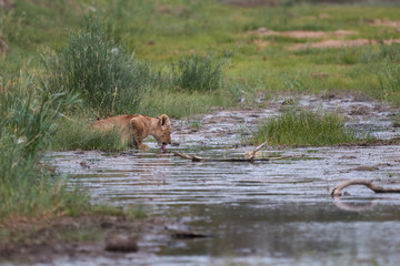 Obraz na płótnie Canvas Lion cub drinks from the river