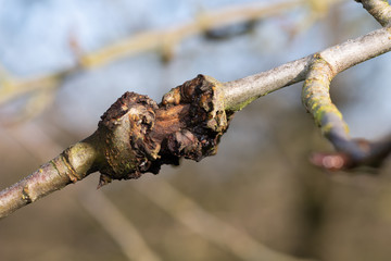 Close up of canker on an apple tree