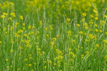 Meadow with yellow summer flowers