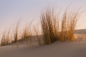 Les dunes du Marquenterre à Saint-Quentin-en-Tourmont