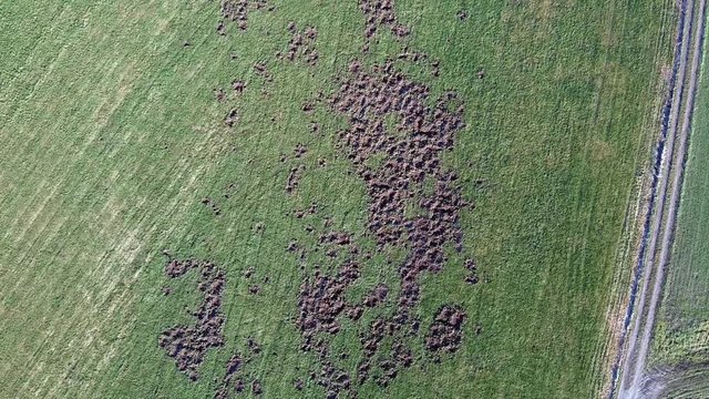 Von Wildschweinen umgegrabene Wiese, Wildschaden