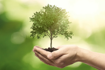 Fototapeta na wymiar Hand holding tree. Save nature, ecology concept