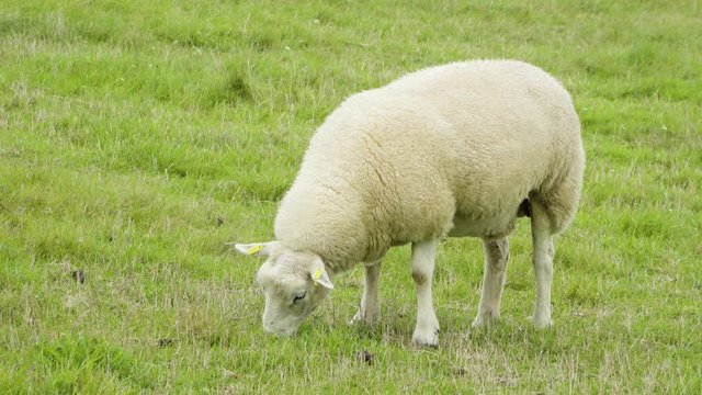 A close up view of one single sheep that eats in a green field.