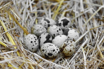 Obraz premium Quail eggs in a straw nest