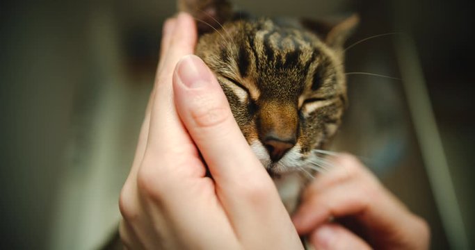 Close up of striped house cat's head being snuggled and touched by owners both hands