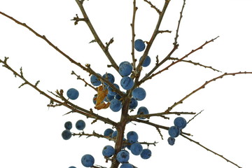 Blackthorn berries with twig, prunus spinosa isolated on white background. Prunus spinosa is a...