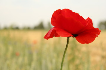 Obraz premium czerwony mak zbliżenie na polach wiosną