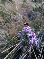 bee on flower in the moor red bee purple flowers nature colorfull