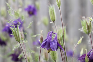 beautiful purple columbine flower closeup and a grey background