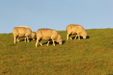 Naklejka na ściany i meble three white sheep are grazing at a green meadow and a blue sky in winter in holland