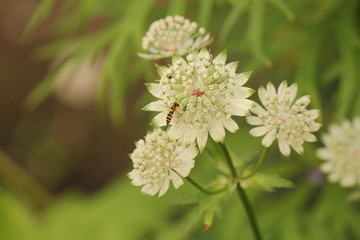 a hoverfly at a white astrantia major flower in the garden in summer