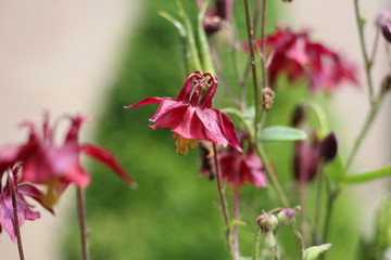 beautiful pink columbine flower and a green background