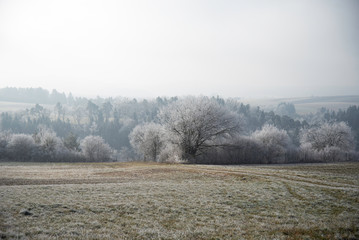 Obraz na płótnie Canvas Winterliches Feld mit Baumlinie