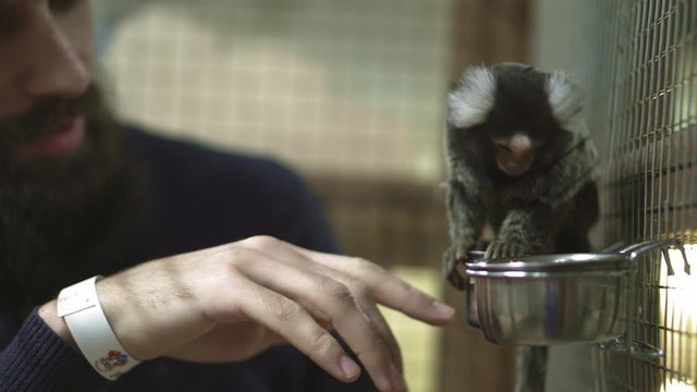 Common marmoset Callithrix jacchus is New World monkey. It originally lived on northeastern coast of Brazil, in states of Piaui, Paraiba, Ceara, Rio Grande do Norte, Pernambuco, Alagoas and Bahia.