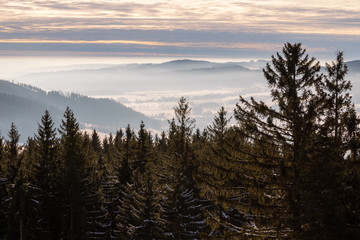 Forest in front of hills covered by fog.