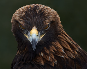 Golden Eagle II